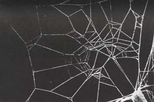 drugs spider webs